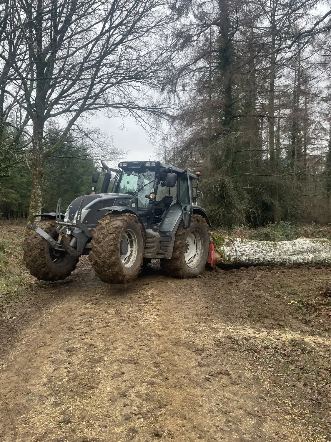 Tree Removal & Felling