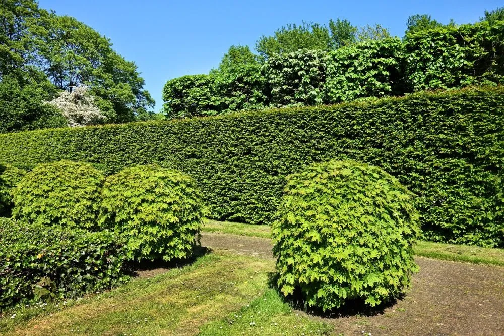 The Benefits of Having Hedges Instead of Walls in the UK